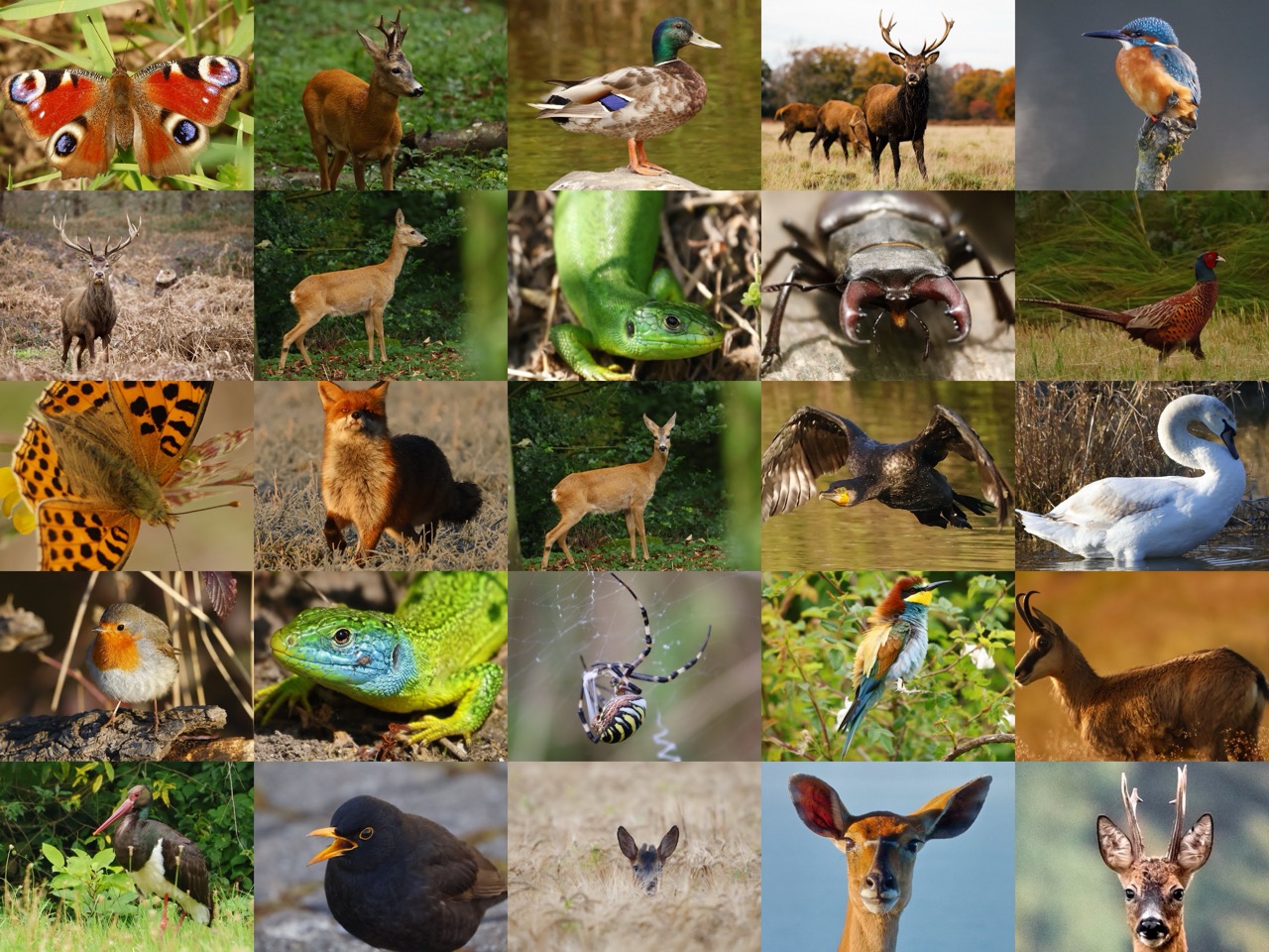 Titelcollage zur Befragung