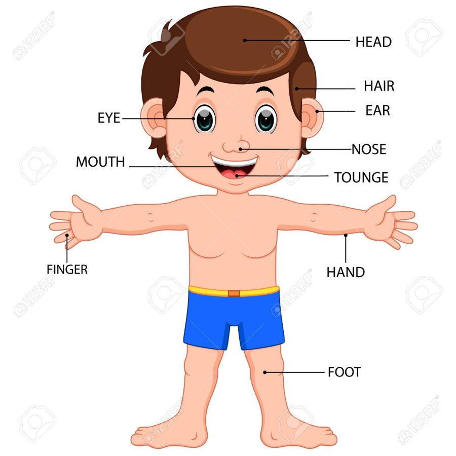 boy-body-parts-diagram-poster.1590966576.jpg